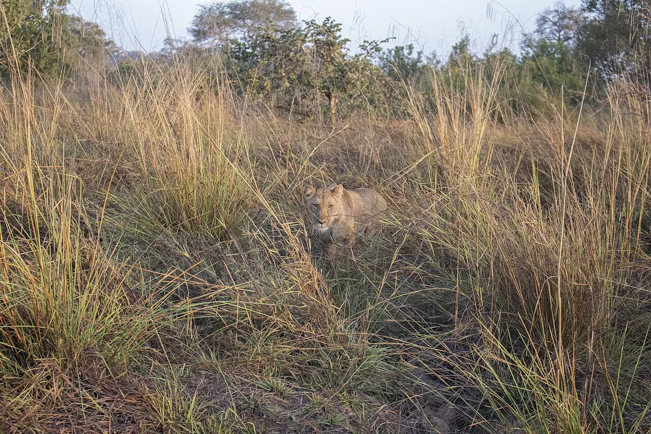 Lion dans le Parc national de la Pendjari, safari au Bénin